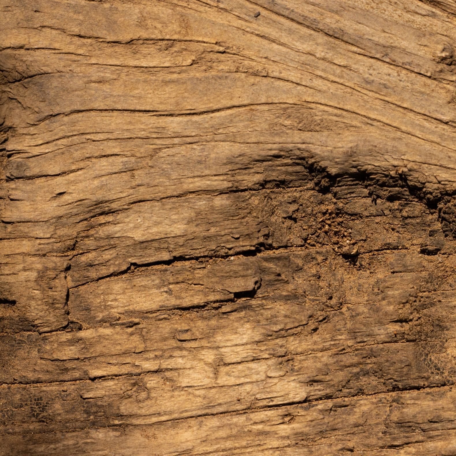 Detailed close-up of natural wood texture showing intricate patterns and knots, perfect for backgrounds.
